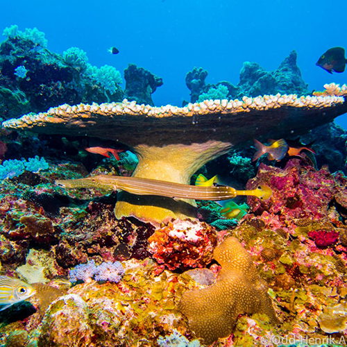 Pro Dive Image